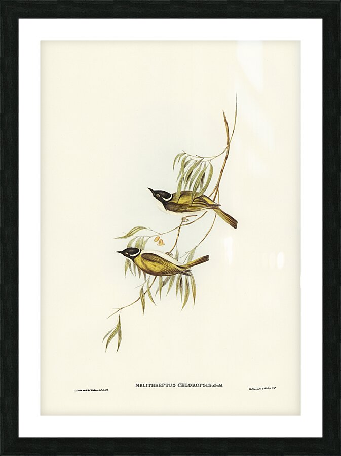 Gilbert s Honeyeater Picture Frame print