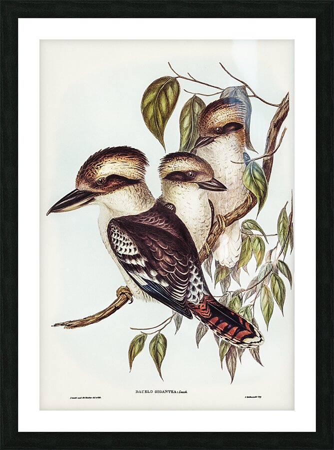 Laughing Kookaburra Picture Frame print