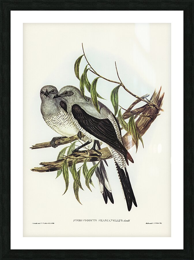Ground Cuckooshrike Picture Frame print