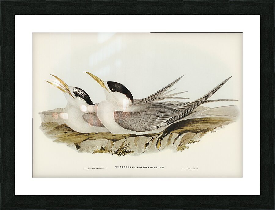 Greater Crested Tern 2 Picture Frame print