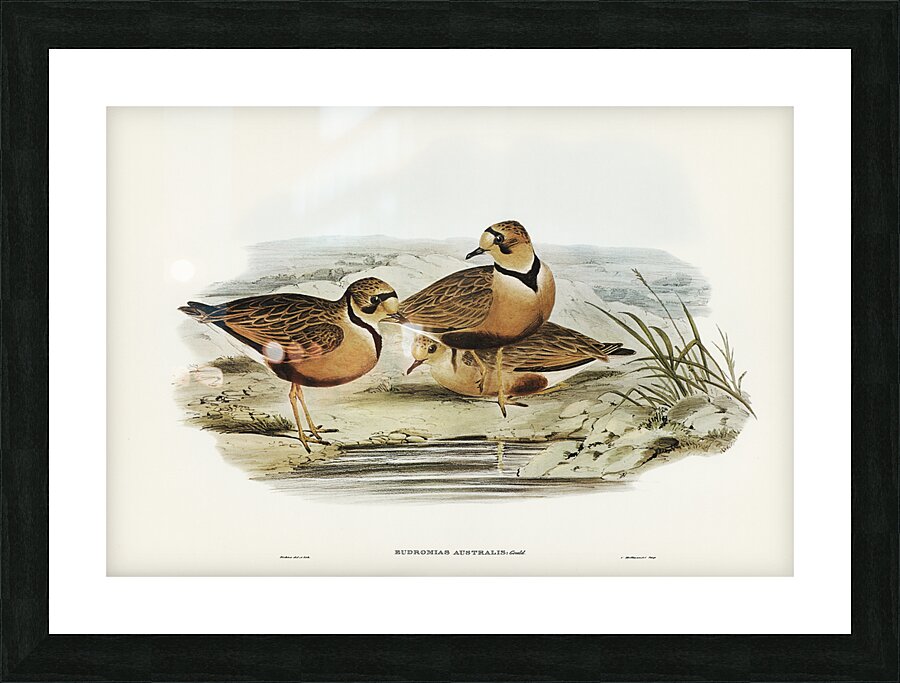 Inland Dotterel Picture Frame print