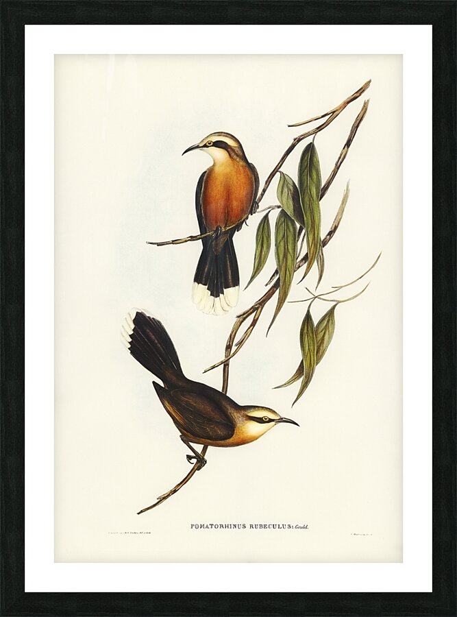 Grey Crowned Babbler 2 Picture Frame print