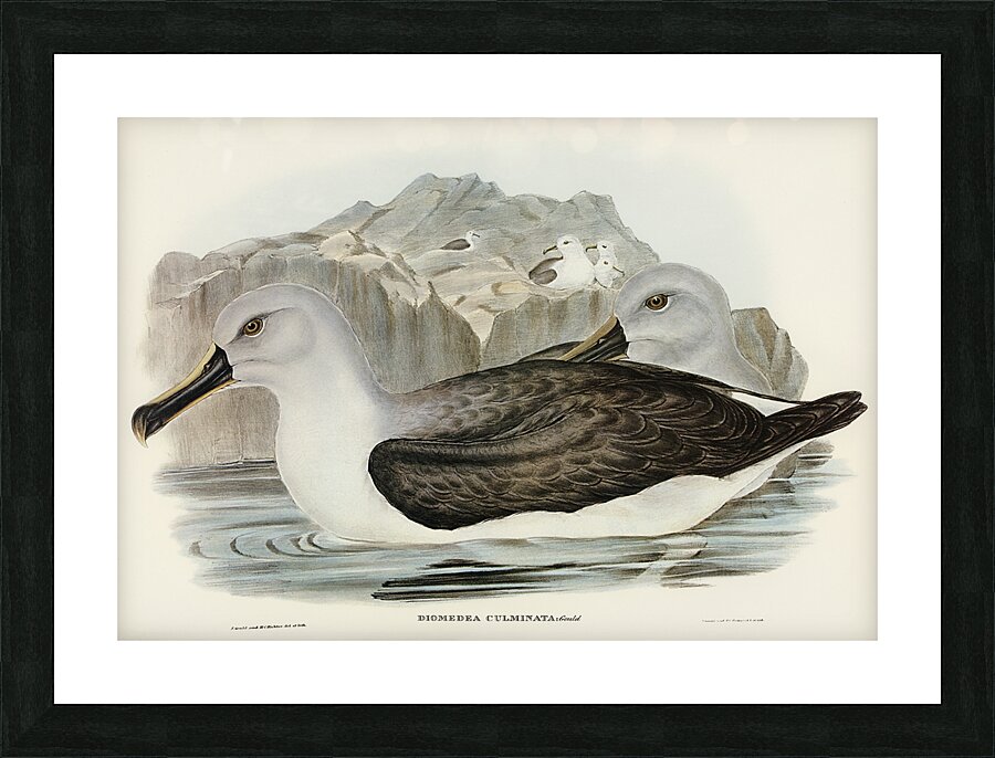 Grey Headed Albatross Picture Frame print