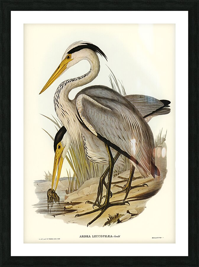 Great Blue Heron Picture Frame print
