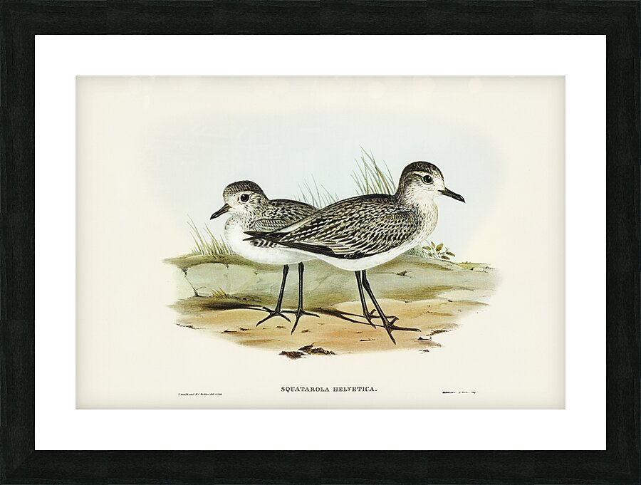 Grey Plover Picture Frame print