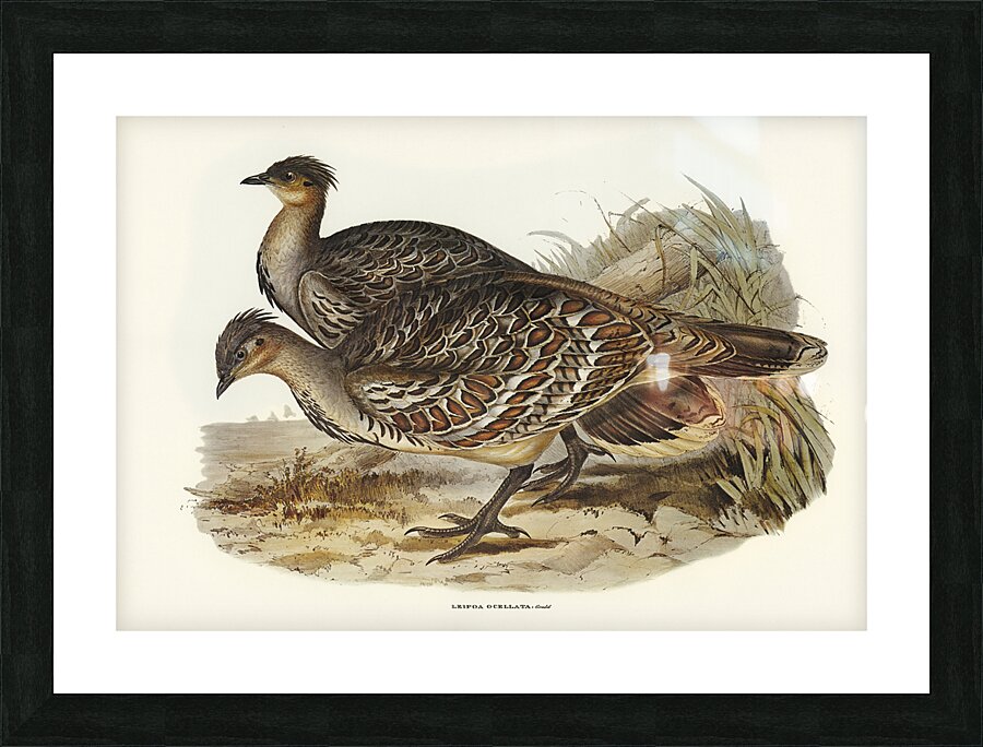 Malleefowl Picture Frame print