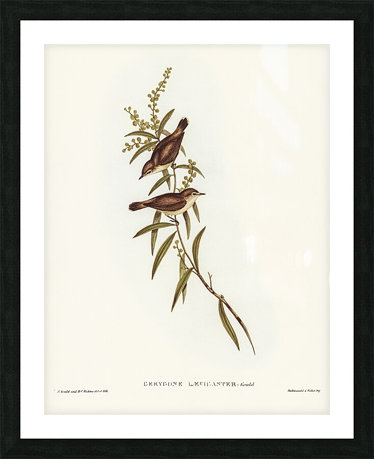 Mangrove Gerygone Picture Frame print