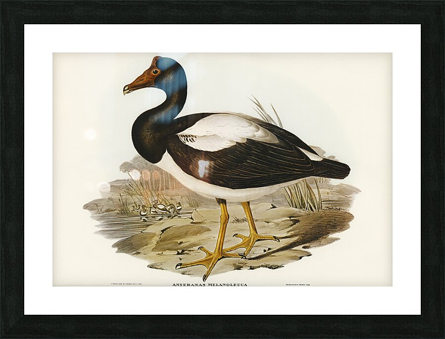 Magpie Goose Picture Frame print