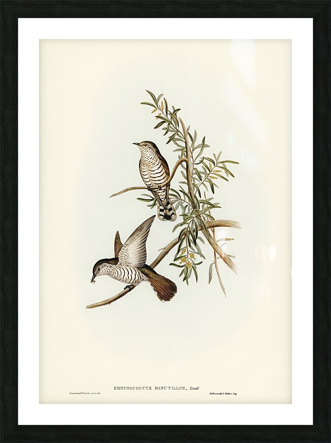 Little Bronze Cuckoo Picture Frame print