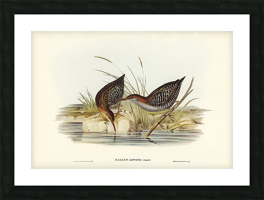 Lewin s Water Rail Picture Frame print