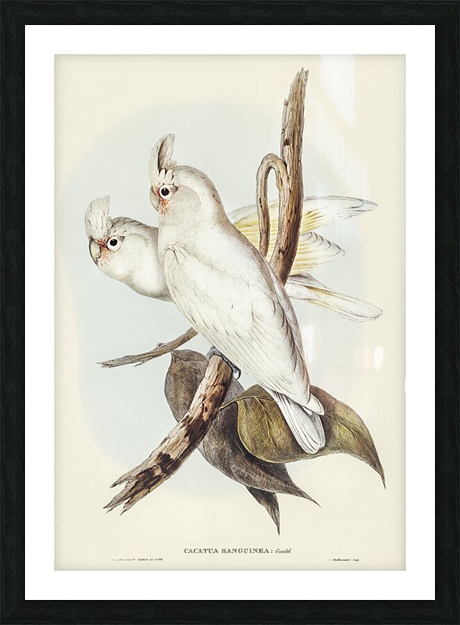 Little Corella Picture Frame print