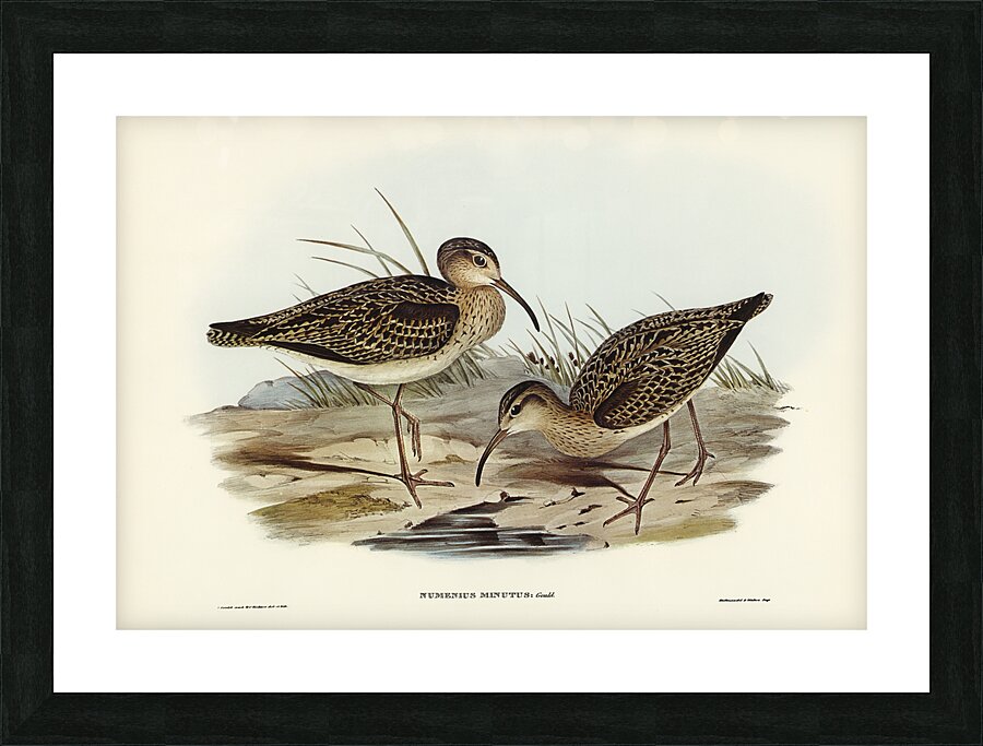 Little Curlew Picture Frame print
