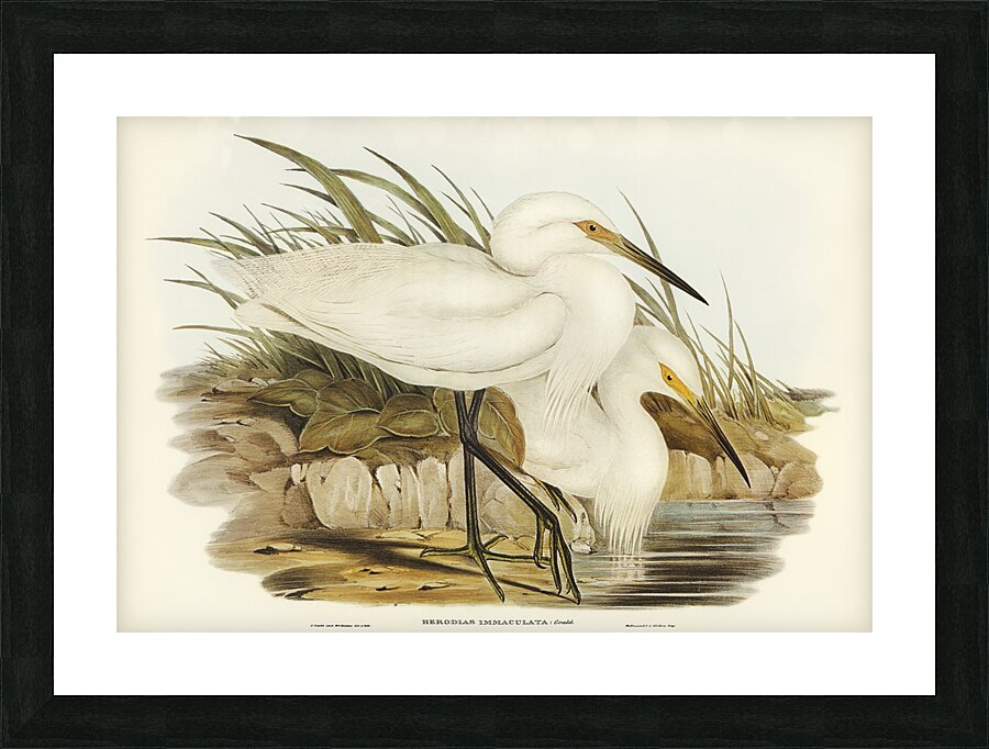 Little egret Picture Frame print