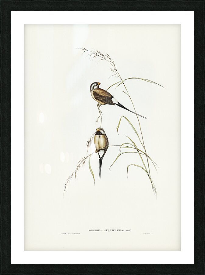 Long Tailed Finch Picture Frame print