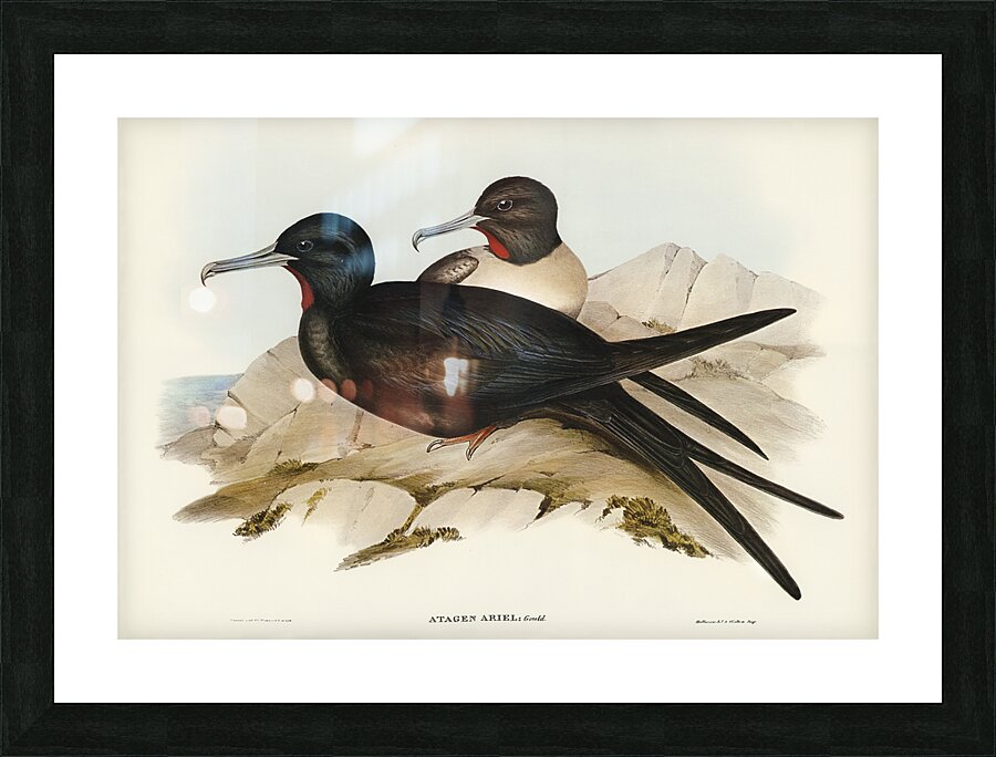 Lesser Frigatebird Picture Frame print