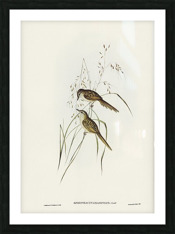Little Grassbird Picture Frame print