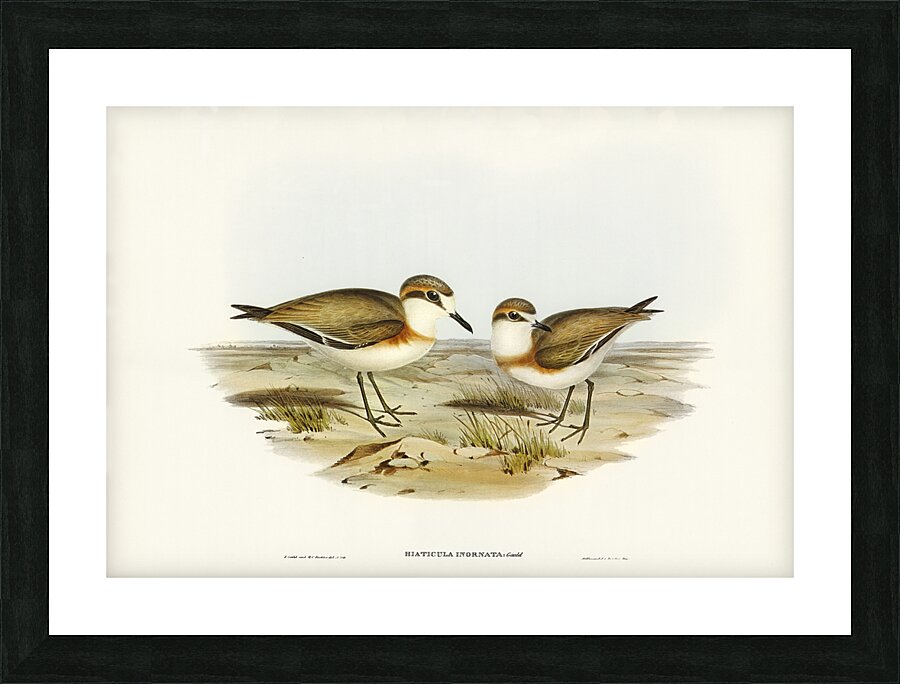 Lesser Sand Plover Picture Frame print