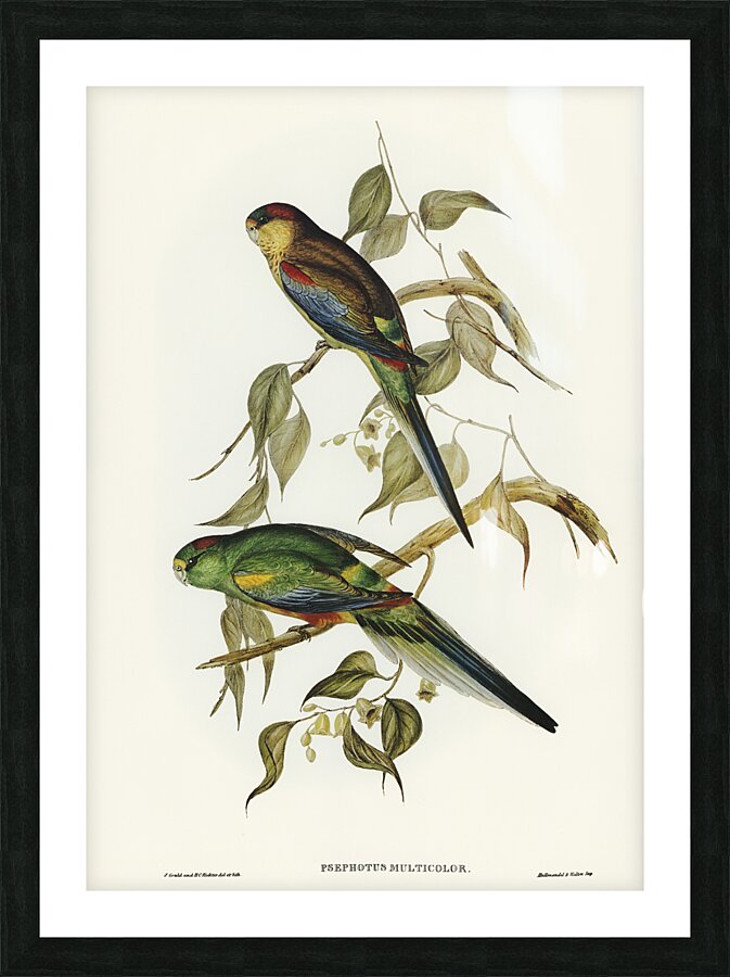 Mulga Parrot Picture Frame print