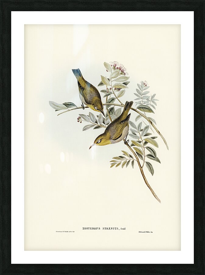 Lord Howe White Eye Picture Frame print