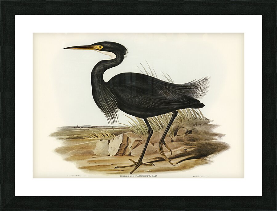 Little Egret 2 Picture Frame print