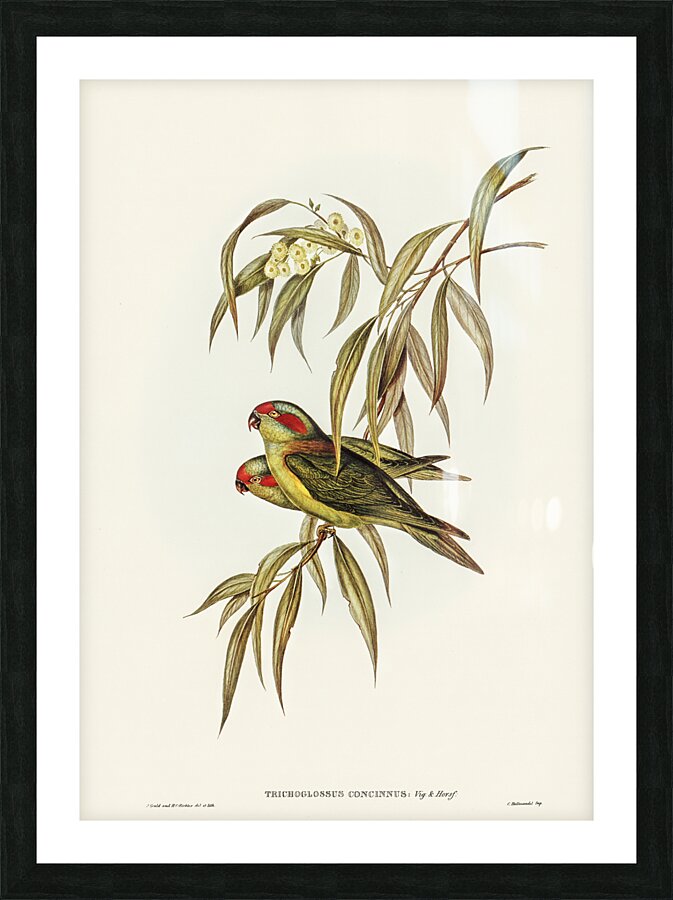 Musk Lorikeet Picture Frame print