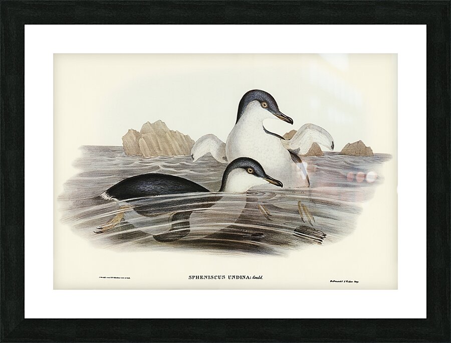 Little Penguin 2 Picture Frame print