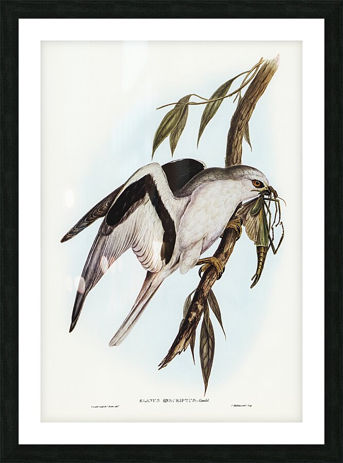 Letter Winged Kite Picture Frame print