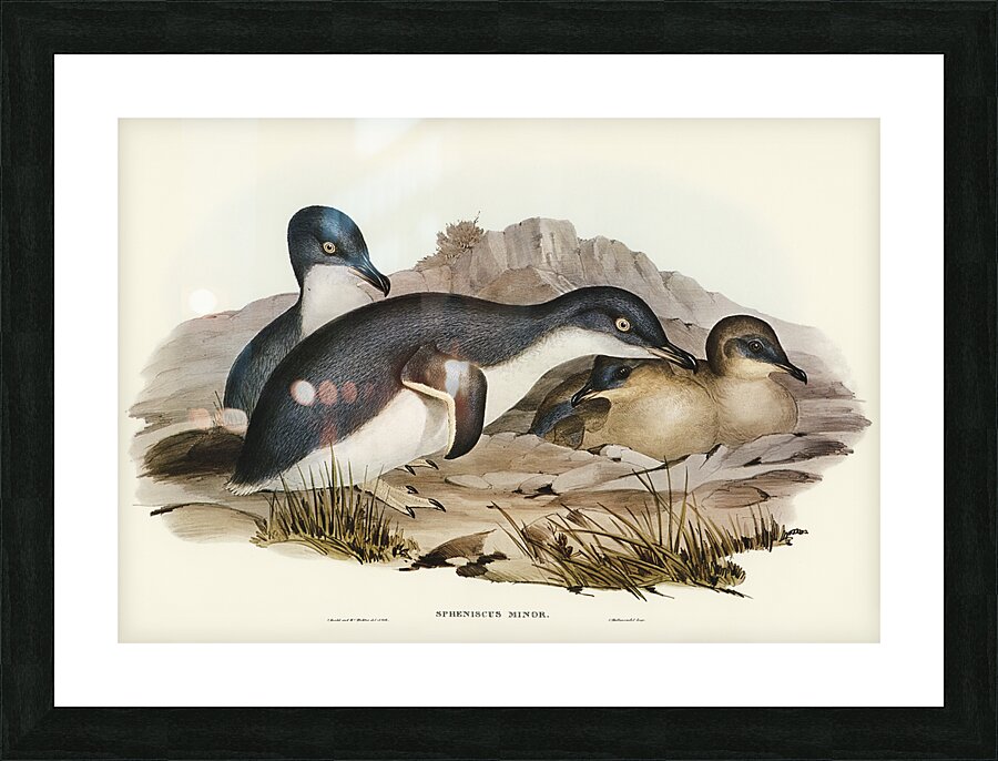 Little Penguin Picture Frame print