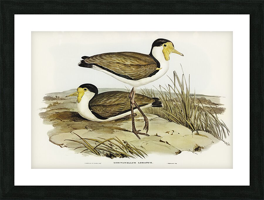 Masked Lapwing 2 Picture Frame print