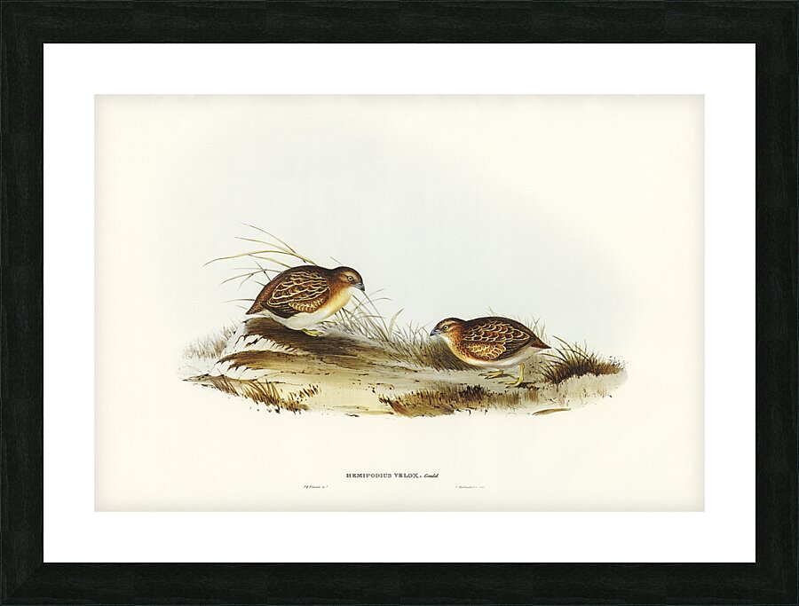 Little Buttonquail Picture Frame print