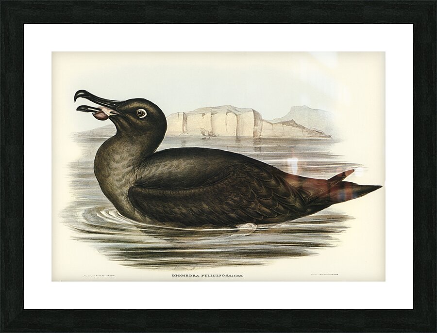 Light Mantled Albatross Picture Frame print