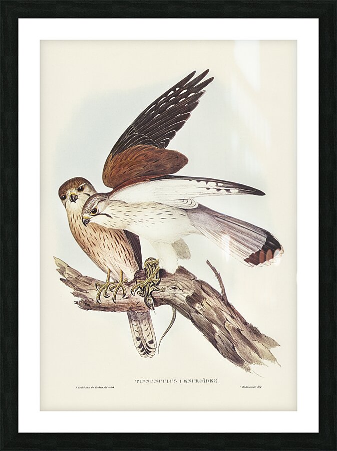 Nankeen Kestrel Picture Frame print