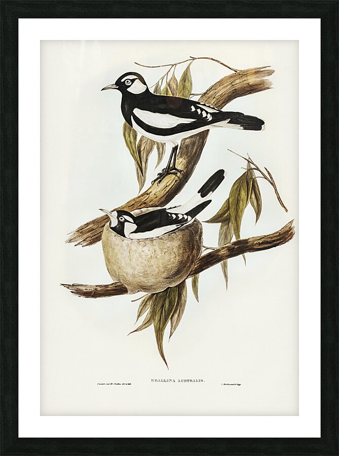 Magpie Lark Picture Frame print