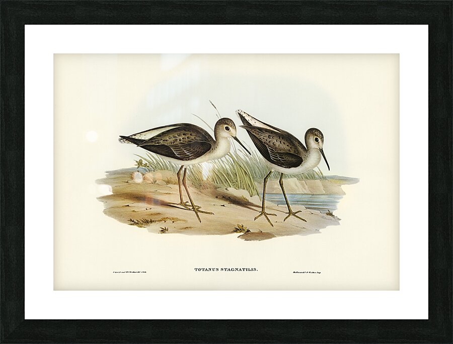 Marsh Sandpiper Picture Frame print