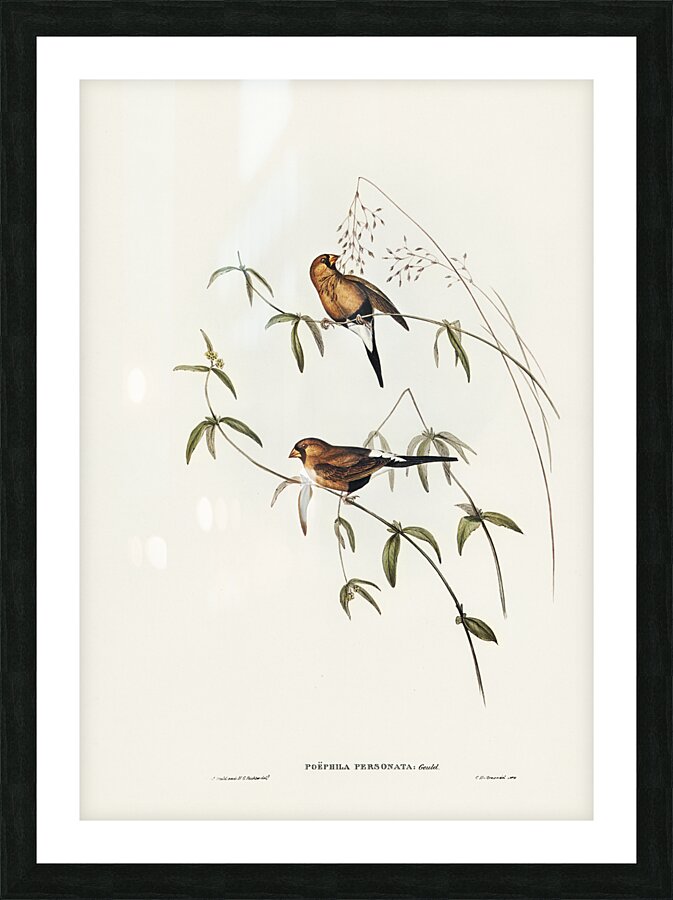Masked Finch Picture Frame print