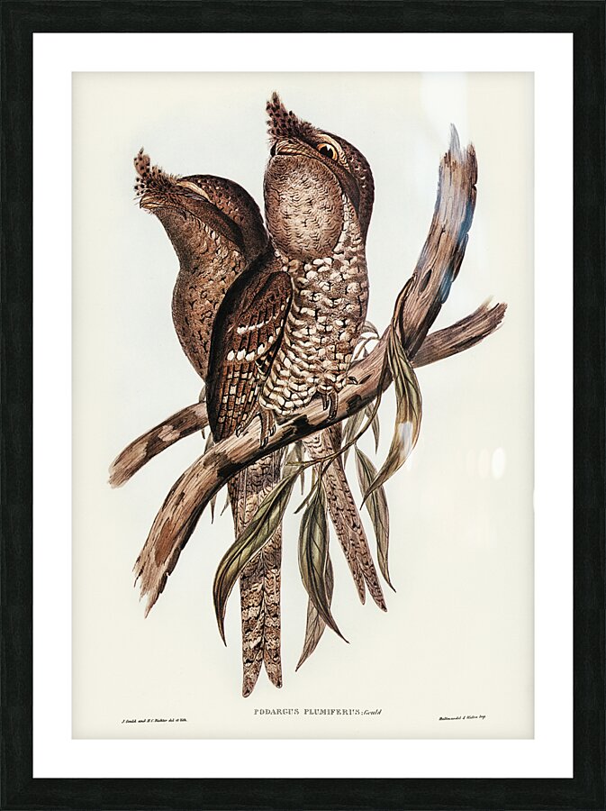 Marbled Frogmouth 2 Picture Frame print