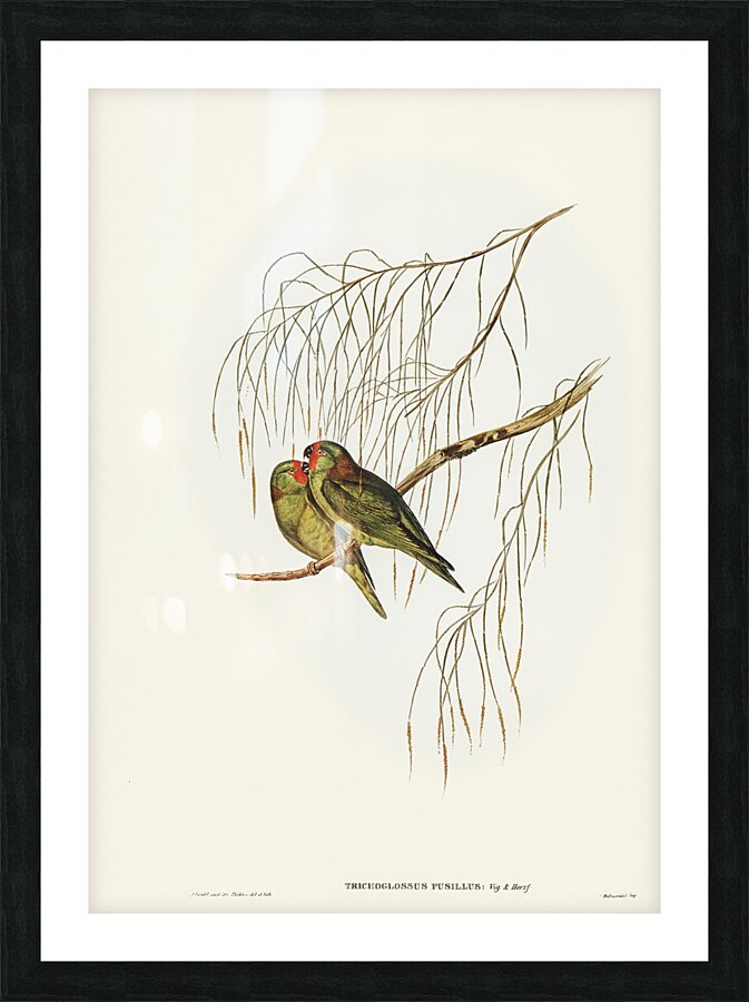 Little Lorikeet Picture Frame print