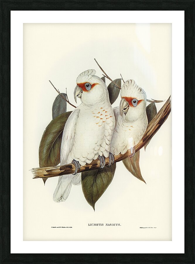 Long Billed Corella Picture Frame print