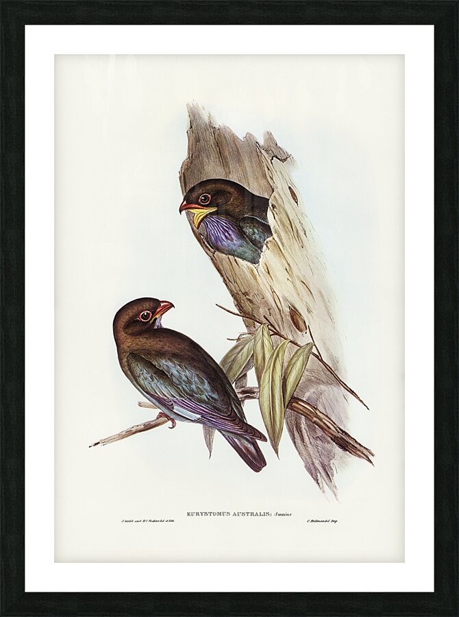 Oriental Dollarbird Picture Frame print