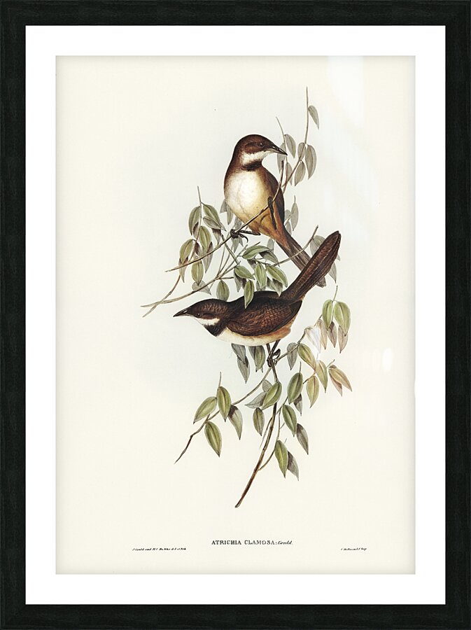 Noisy Scrubbird Picture Frame print