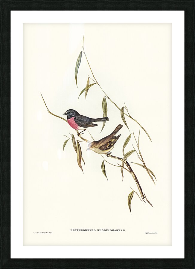 Pink Robin Picture Frame print