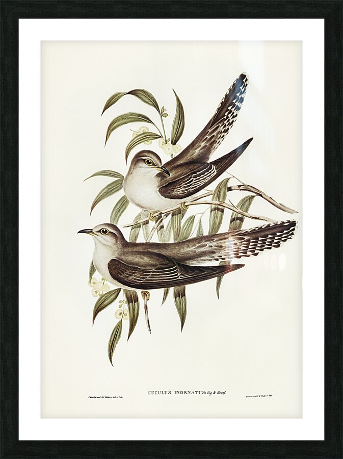 Pallid Cuckoo Picture Frame print