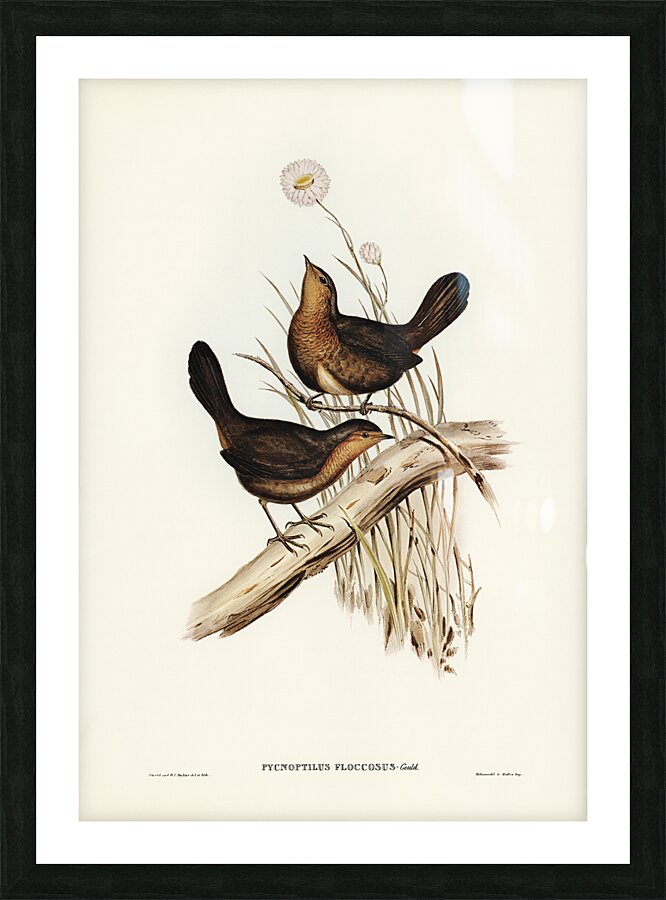 Pilotbird Picture Frame print