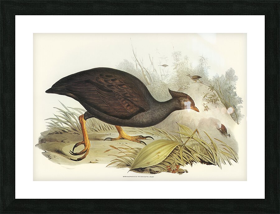 Orange Footed Scrubfowl Picture Frame print