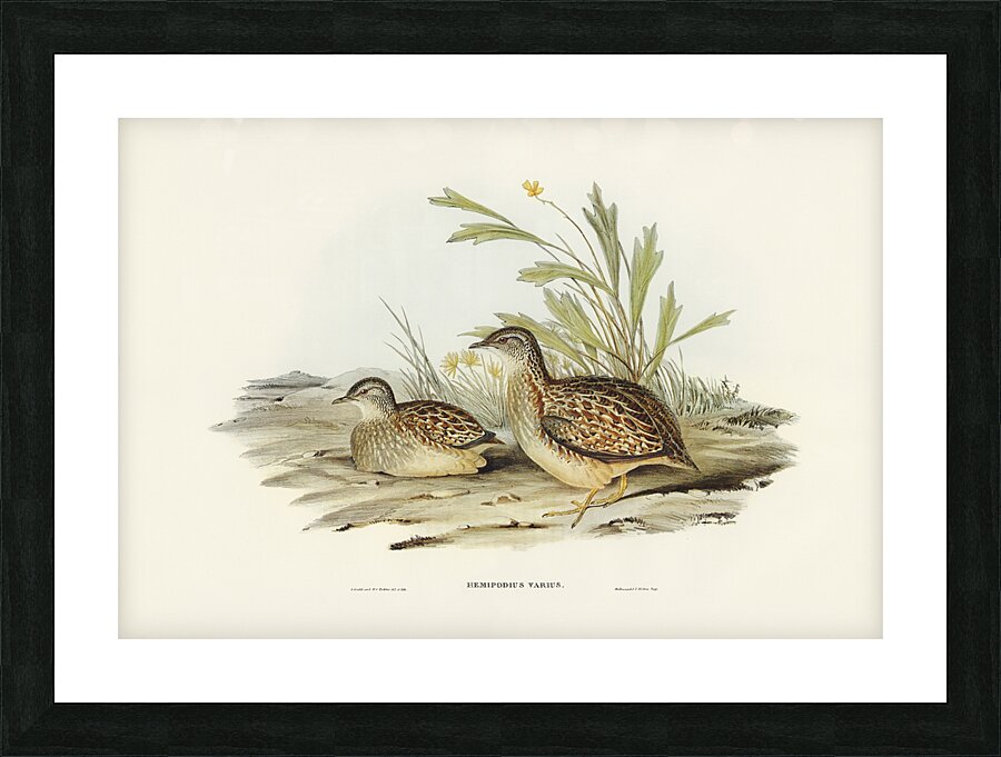 Painted Buttonquail 2 Picture Frame print