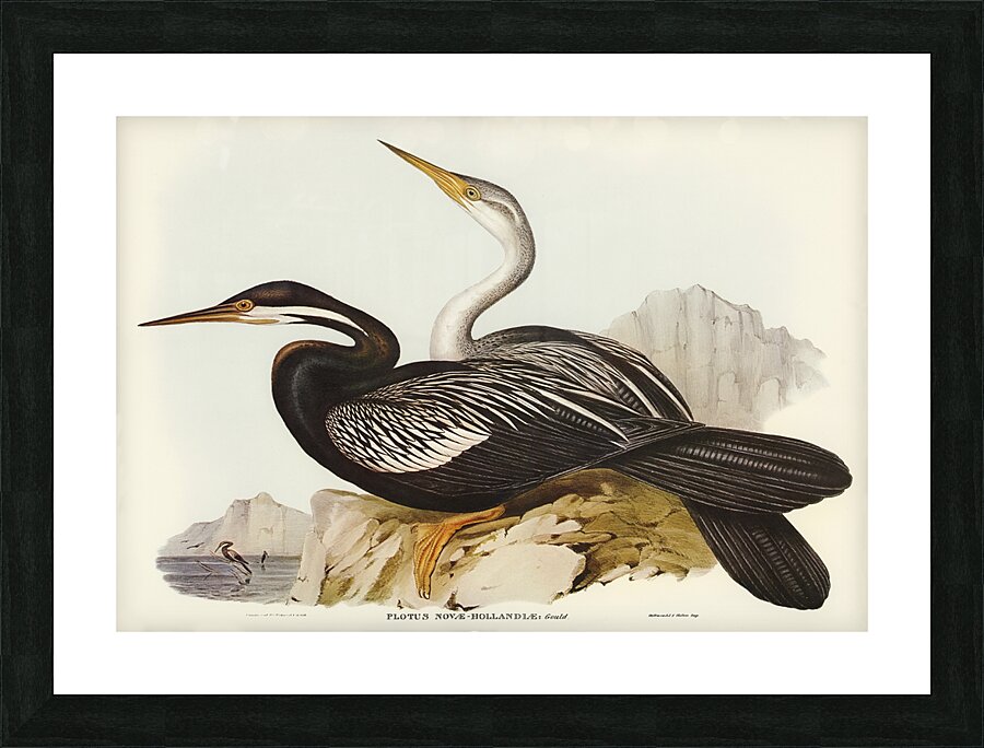 Oriental Darter Picture Frame print