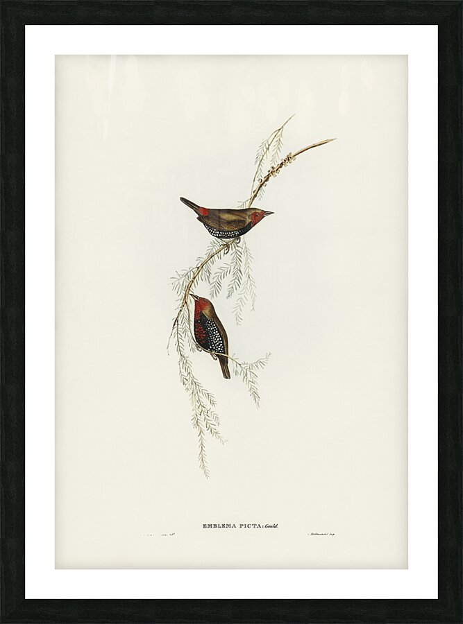 Painted Finch Picture Frame print