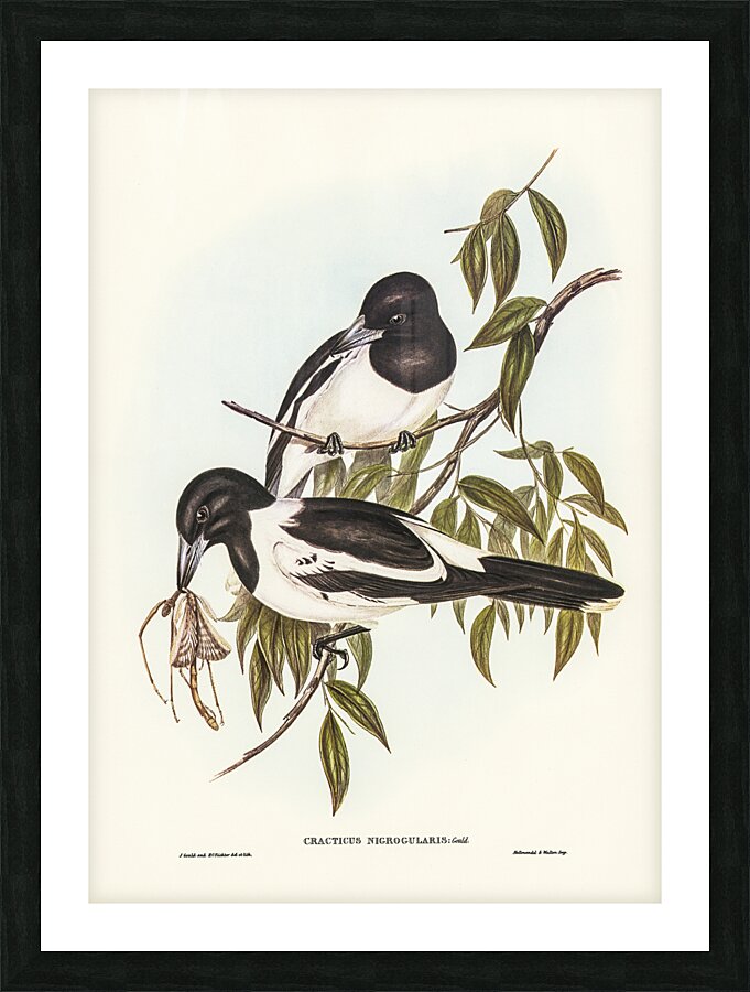 Pied Butcherbird Picture Frame print