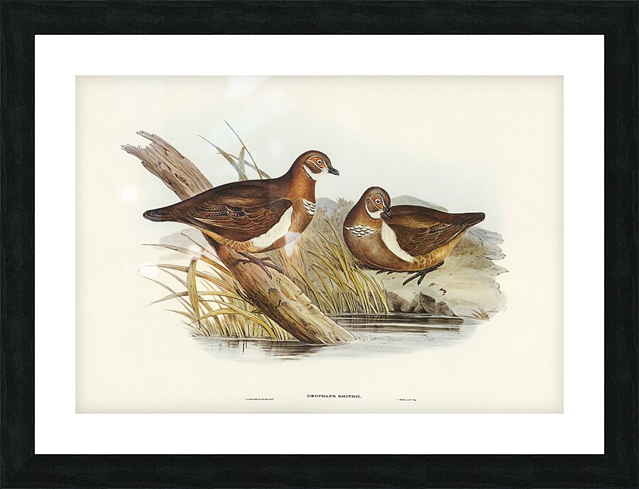 Partridge Pigeon Picture Frame print