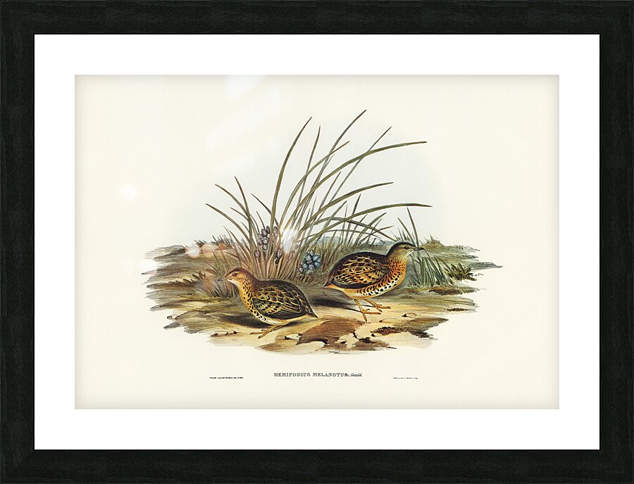 Red Backed Buttonquail Picture Frame print